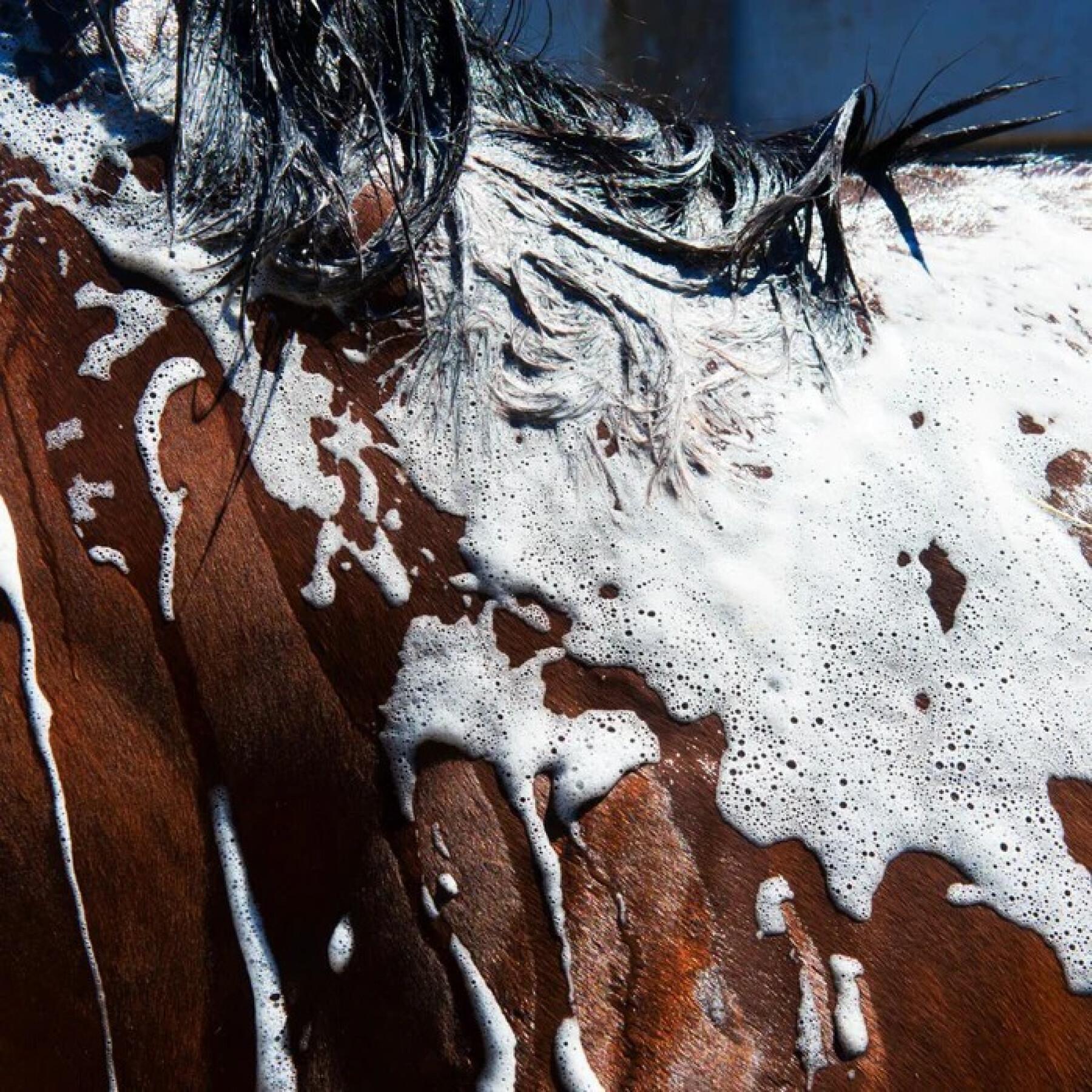 Champô para cavalos Foran Equine Bodywash 1 L