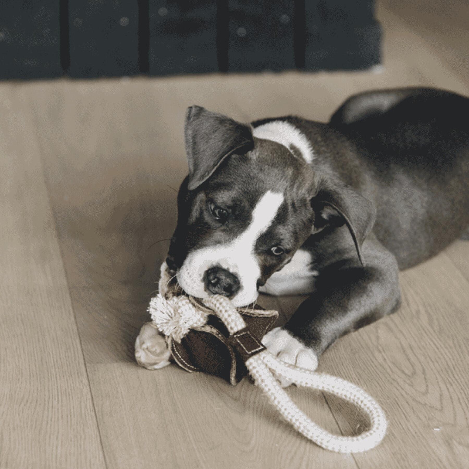 Brinquedo de cão com corda de algodão Kentucky