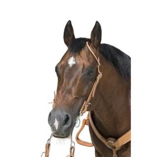 Cabeçadas para cavalos Westride Franck Perret 1 oreille