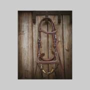 Bridles new york Jump'In Collection One