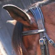Bridles Paris Jump'In Collection One