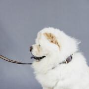 Trela de cão com missangas feitas à mão Kentucky 250cm