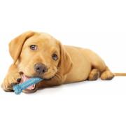 Brinquedo de cão Nylabone Puppy Teething Dental Chew - Blue Chicken XS